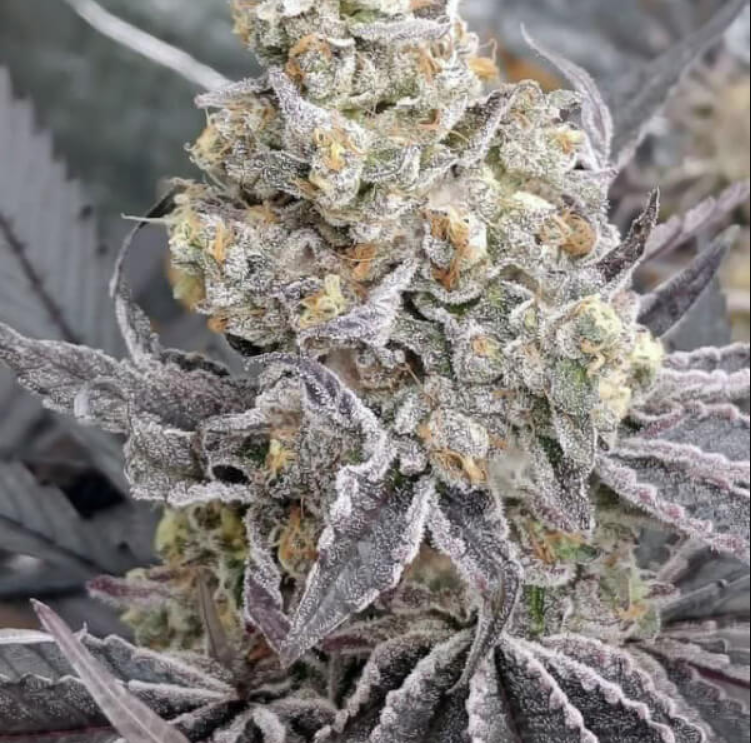 Kush Mints > Tramuntana Seeds | Feminisierte Hanfsamen  |  Indica